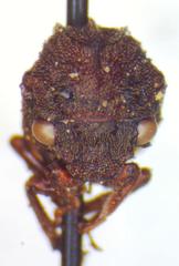 Membracinae