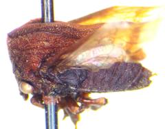 Membracinae