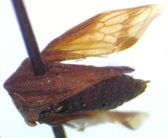 Membracinae