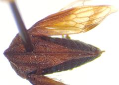 Membracinae