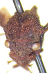 Membracinae