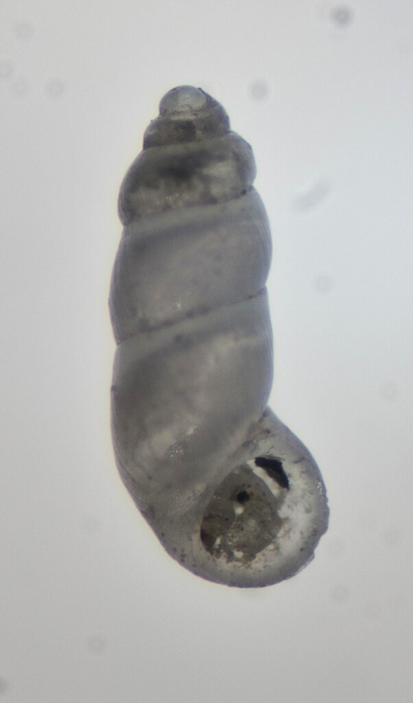 Pelycidion kelseyi