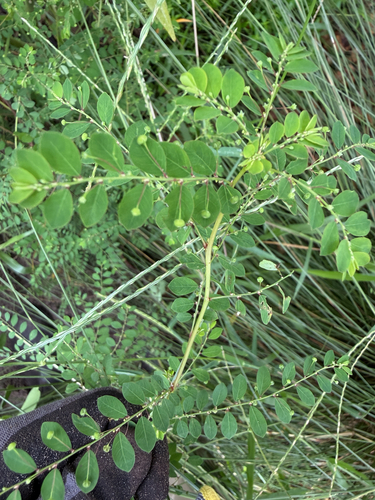 Phyllanthus tenellus, photograph 5
