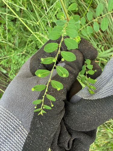 Phyllanthus tenellus, photograph 6