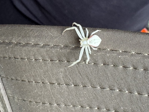 Goldenrod Crab Spider
