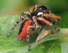 Philaeus chrysops
