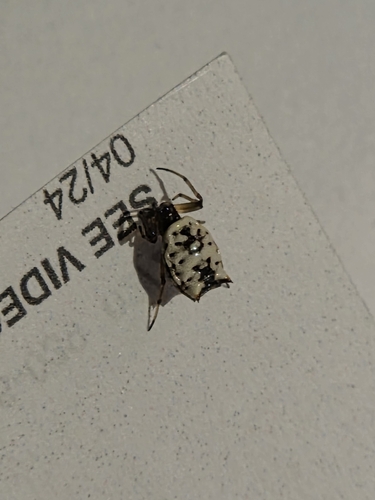 White Micrathena