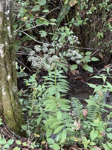 Oxypolis rigidior, photograph 6