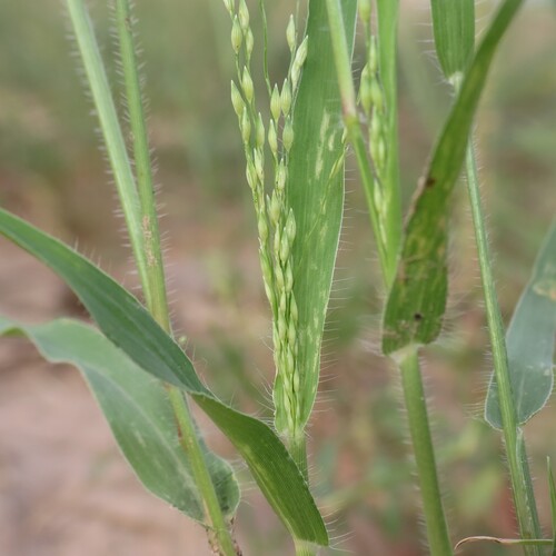 Mexican panicgrass