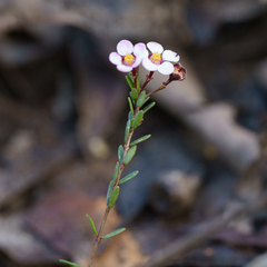 (c) Kym Nicolson, some rights reserved (CC BY) Euryomyrtus ramosissima, photograph (c) Kym Nicolson, some rights reserved (CC BY)