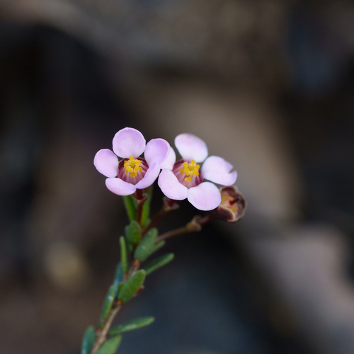 Euryomyrtus ramosissima, photograph 3