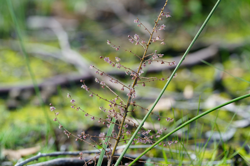 Lomandra micrantha, photograph 1