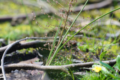 Lomandra micrantha