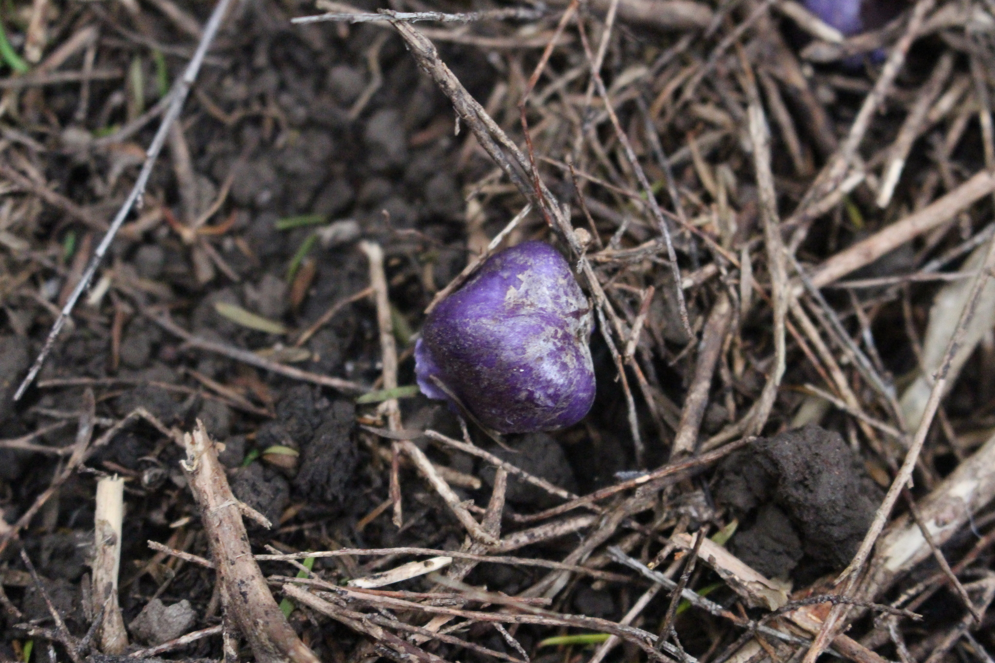 Cortinarius coneae image