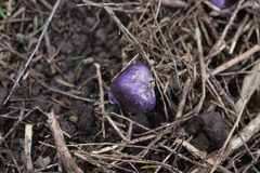 Cortinarius coneae