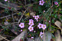 (c) Kym Nicolson, some rights reserved (CC BY) Euryomyrtus ramosissima, photograph (c) Kym Nicolson, some rights reserved (CC BY)