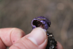Cortinarius coneae