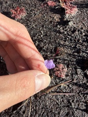 Utricularia lateriflora, photograph (c) Toby Jin, some rights reserved (CC BY)
