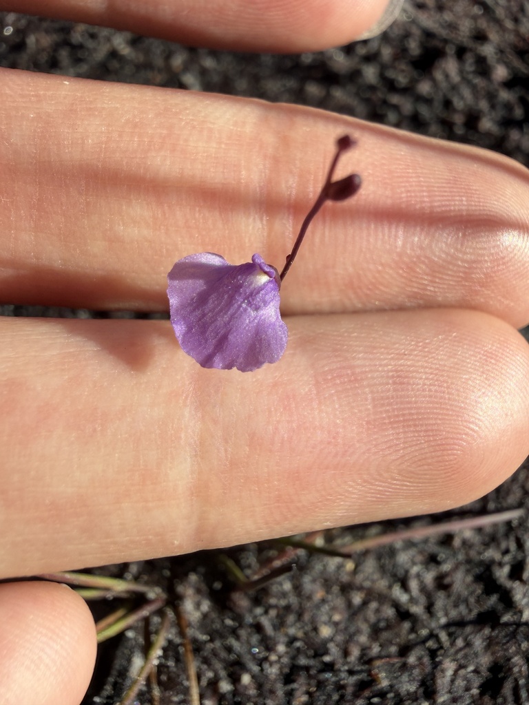 Utricularia lateriflora