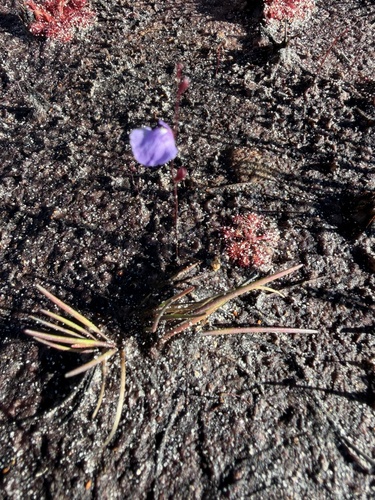 Utricularia lateriflora, photograph 3