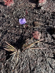 Utricularia lateriflora, photograph (c) Toby Jin, some rights reserved (CC BY)