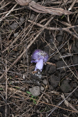 Cortinarius coneae