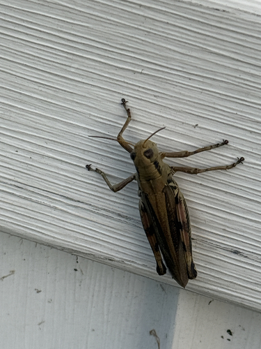 Differential Grasshopper