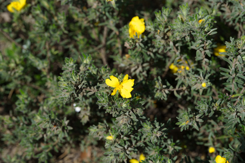 Hibbertia crinita, photograph 4