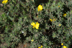 Hibbertia crinita, photograph (c) Kym Nicolson, some rights reserved (CC BY)