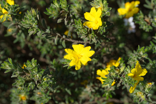 Hibbertia crinita, photograph 3