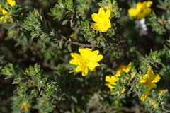 Hibbertia crinita, photograph (c) Kym Nicolson, some rights reserved (CC BY)