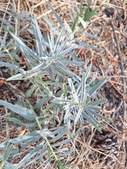 Lithospermum ruderale, photograph (c) cigazze, some rights reserved (CC BY)
