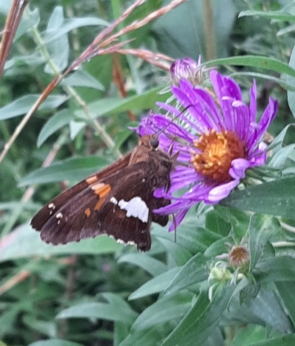 Silver-spotted Skipper