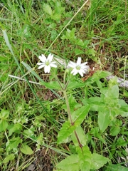 Stellaria nemorum