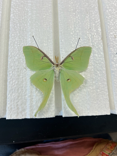 North American Luna Moth