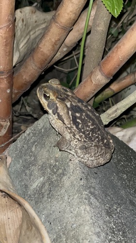 Cururu Toad