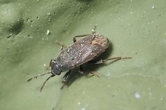 Stygnocoris fuligineus