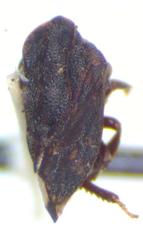 Tylopelta