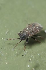 Stygnocoris fuligineus