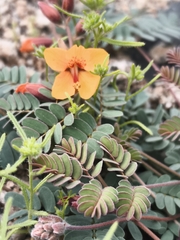 Hoffmannseggia glauca