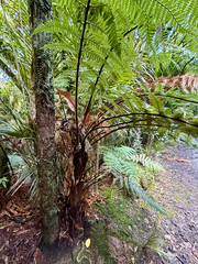 (c) Tom Beard, some rights reserved (CC BY) Dicksonia squarrosa, photograph (c) Tom Beard, some rights reserved (CC BY)