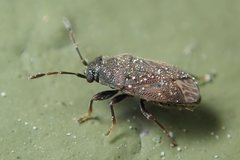 Stygnocoris fuligineus