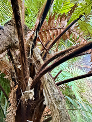 Dicksonia squarrosa, photograph (c) Tom Beard, some rights reserved (CC BY)