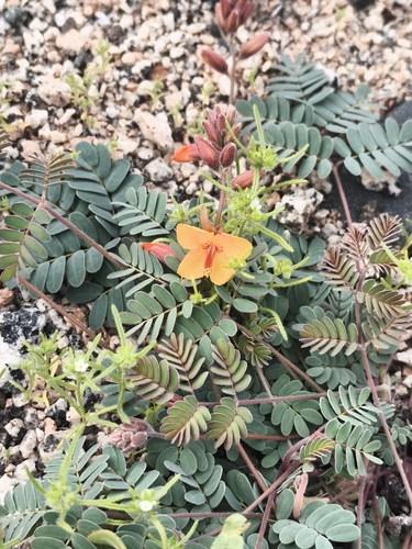 Hoffmannseggia glauca, photograph 4