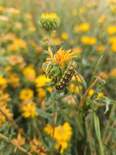 Yellow Sunflower Moth