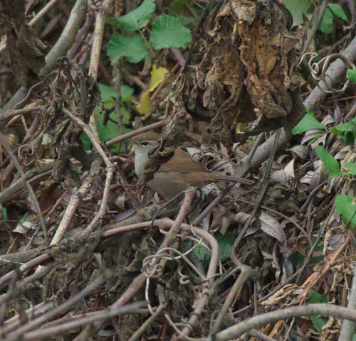 Common Nightingale