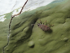 Stygnocoris fuligineus