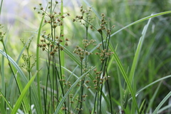 Juncus wallichianus