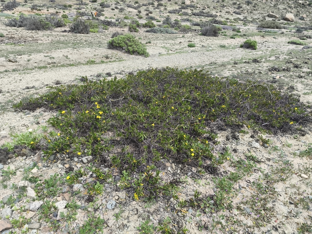 Skytanthus acutus; photograph (c) Álvaro Parra Valdivia, some rights reserved (CC BY)