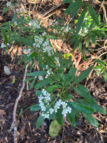 Zieria arborescens, photograph 6